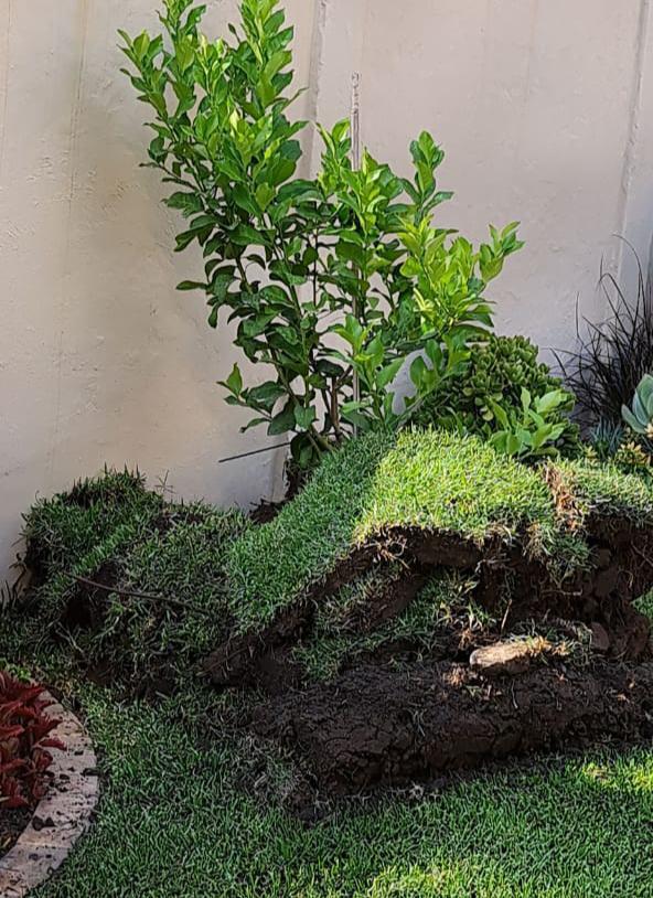 Gardening & Landscaping work 5