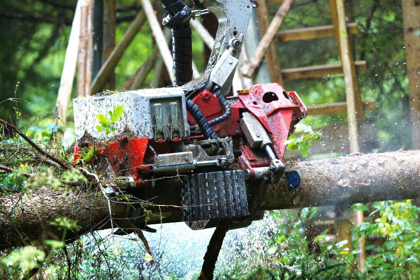 Tree Felling & Removal